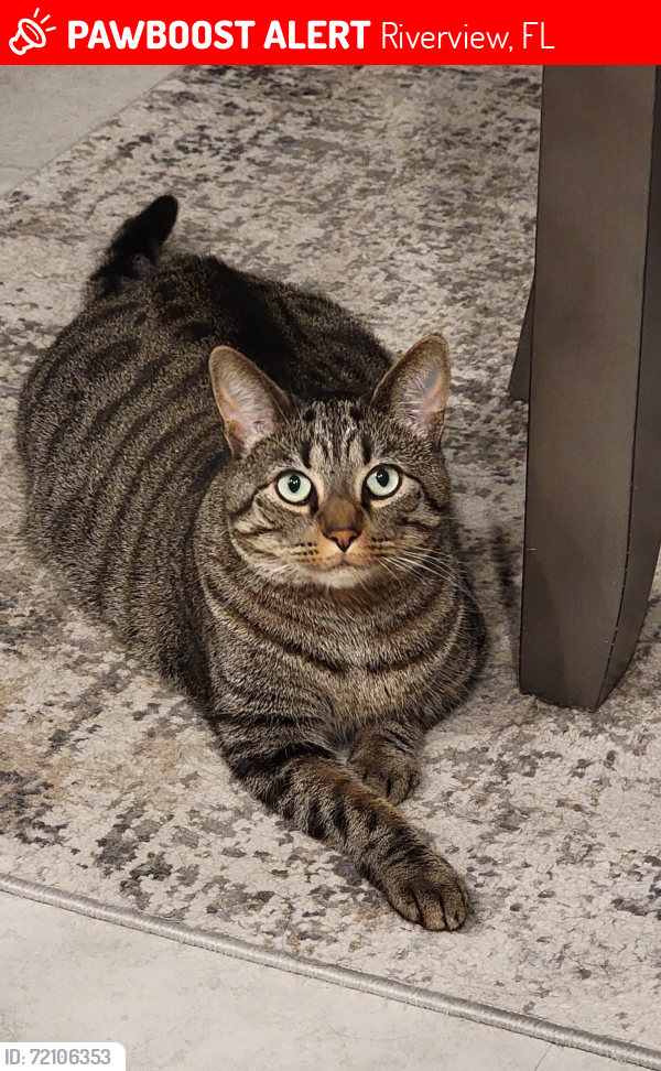 Lost Male Cat last seen Tucker Jones Rd / Miracle Mile Dr , Riverview, FL 33578