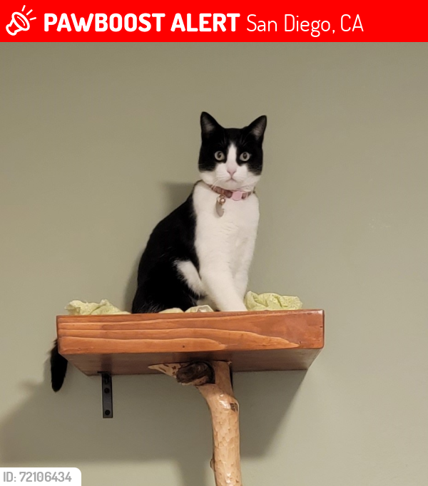 Lost Female Cat last seen Arnoldson Ave, San Diego, CA 92122