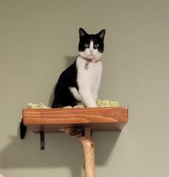 Lost Female Cat last seen Arnoldson Ave, San Diego, CA 92122