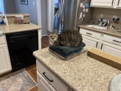 Lost Female Cat last seen Peek, Katy, TX 77494