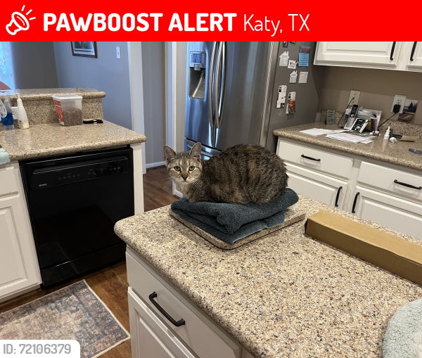 Lost Female Cat last seen Peek, Katy, TX 77494