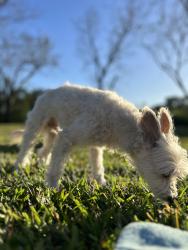 Lost Male Dog last seen Sunfield neighborhood, Buda, TX 78610