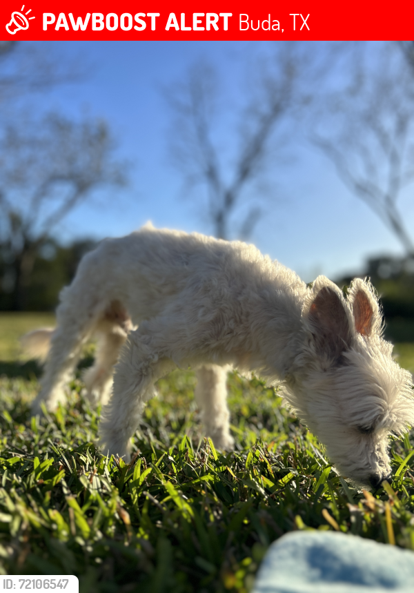 Lost Male Dog last seen Sunfield neighborhood, Buda, TX 78610