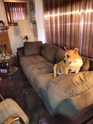 Lost Female Dog last seen Between Woodrow Wilson and 12th (Rosa Parks) on Glynn CT., Detroit, MI 48206