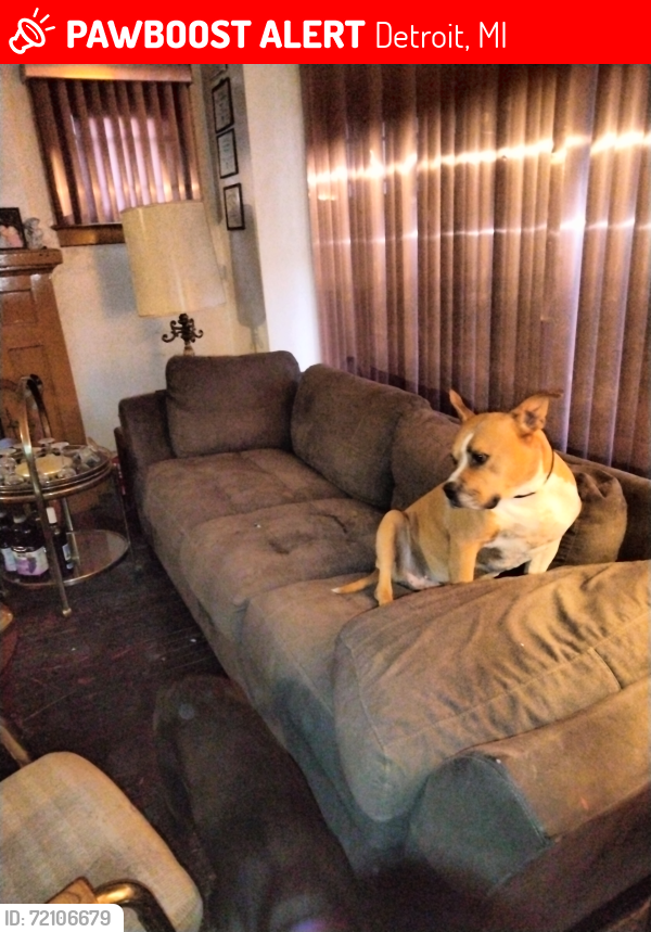 Lost Female Dog last seen Between Woodrow Wilson and 12th (Rosa Parks) on Glynn CT., Detroit, MI 48206