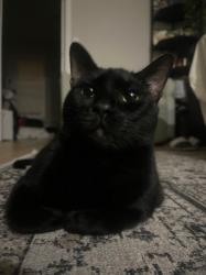 Lost Male Cat last seen Richard Street , Jersey City, NJ 07305