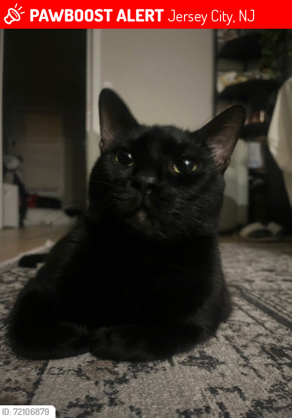 Lost Male Cat last seen Richard Street , Jersey City, NJ 07305