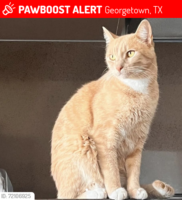 Lost Male Cat last seen Near Bastian LN , Georgetown, TX 78626