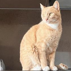 Lost Male Cat last seen Near Bastian LN , Georgetown, TX 78626