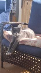 Lost Male Cat last seen Pine Ridge ests trailer park, West Kelowna, BC V4T 2M3