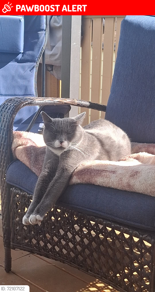 Lost Male Cat last seen Pine Ridge ests trailer park, West Kelowna, BC V4T 2M3