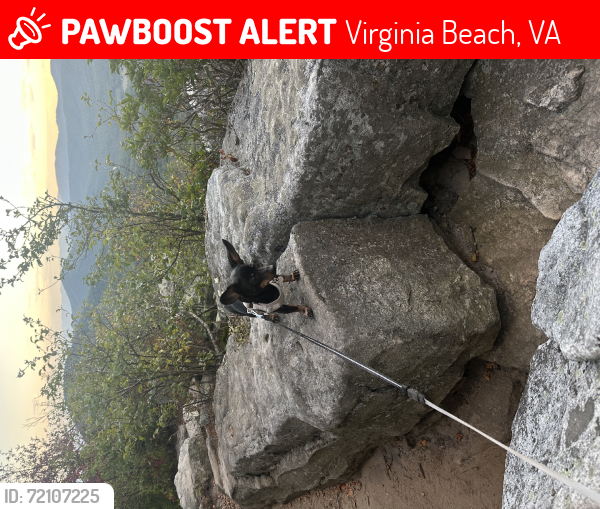 Lost Male Dog last seen on October 3rd approximately during the hours of 11PM in the parking lot of Grand Mart Grocery Store  heading northbound on Newtown Road towards Diamond Springs., Virginia Beach, VA 23462