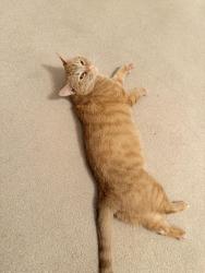 Lost Female Cat last seen Dry pond rd granite falls, Granite Falls, NC 28630