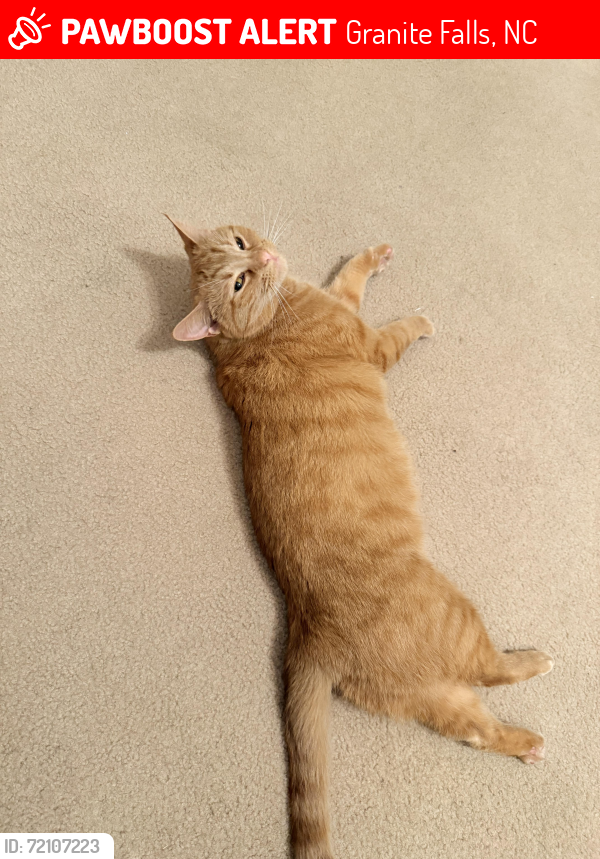Lost Female Cat last seen Dry pond rd granite falls, Granite Falls, NC 28630