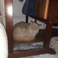 Reunited Unknown Cat last seen Lakeshore and Rosal, Oakland, CA 94610