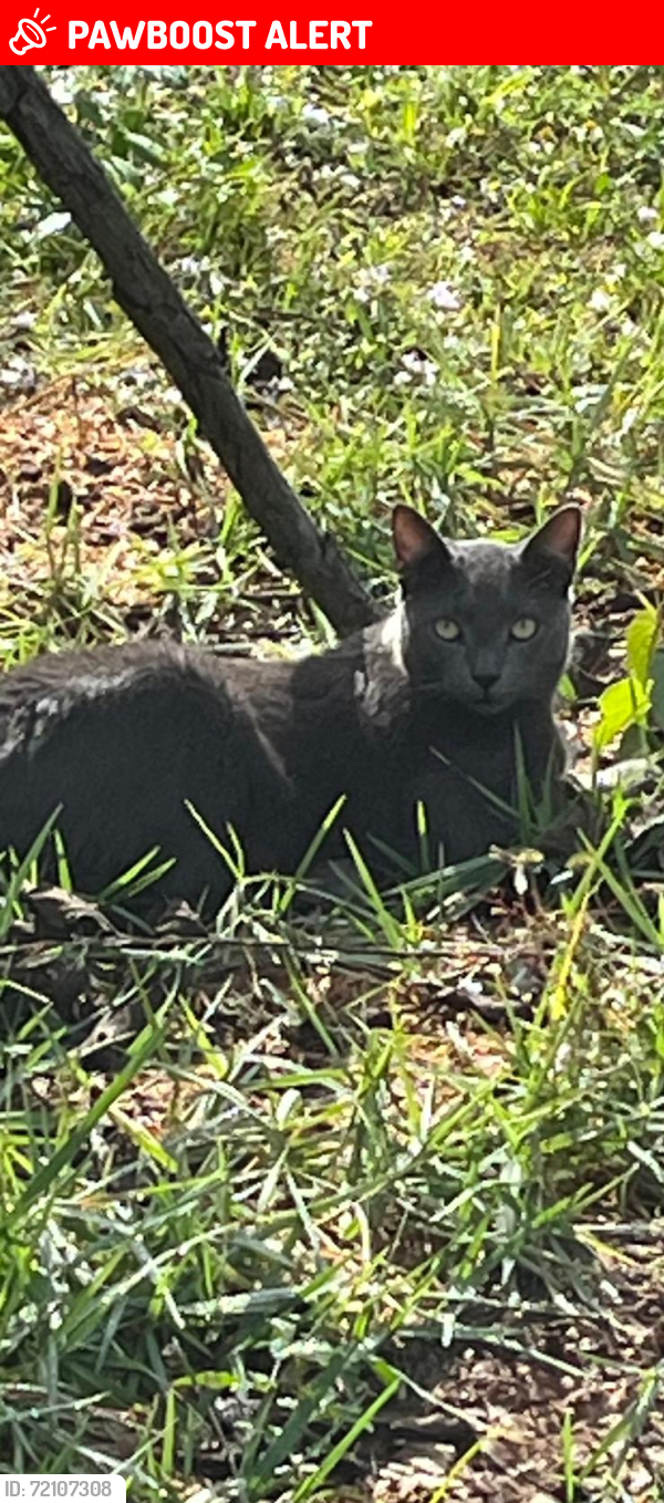 Lost Male Cat last seen Lantana road and Hagen Ranch road, Palm Beach County, FL 33467