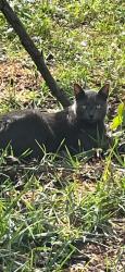 Lost Male Cat last seen Lantana road and Hagen Ranch road, Palm Beach County, FL 33467