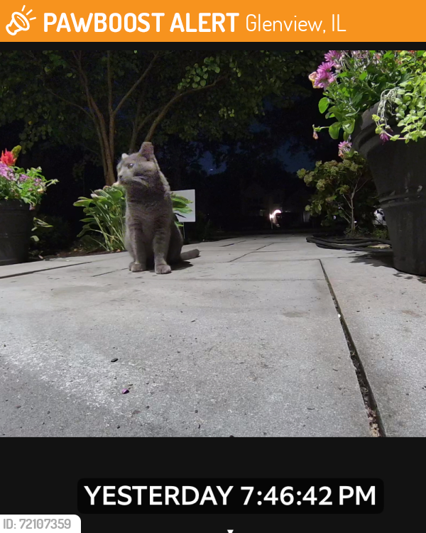 Found/Stray Unknown Cat last seen Lake+wagnee, Glenview, IL 60025