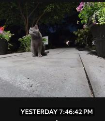 Found/Stray Unknown Cat last seen Lake+wagnee, Glenview, IL 60025