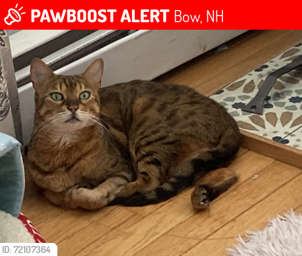 Lost Female Cat last seen Bow, NH, Bow, NH 03304