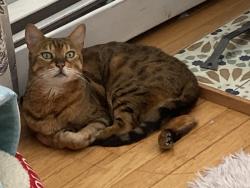 Lost Female Cat last seen Bow, NH, Bow, NH 03304