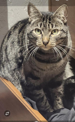 Lost Male Cat last seen Green Hill Rd & Willow Creek, Eugene, OR 97402