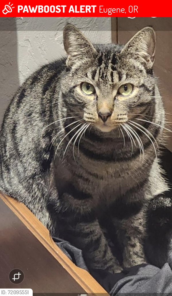 Lost Male Cat last seen Green Hill Rd & Willow Creek, Eugene, OR 97402
