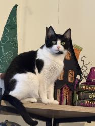 Lost Female Cat last seen Central Av & Ferry St , Everett, MA 02149
