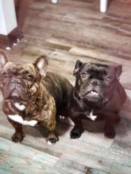 Lost Female Dog last seen Near st y tibbs ave, Indianapolis, IN 46224