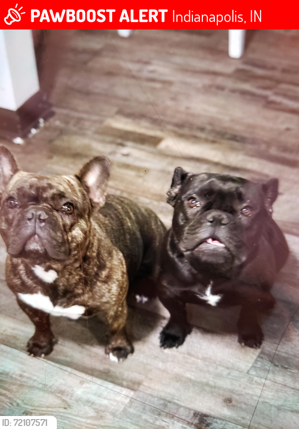 Lost Female Dog last seen Near st y tibbs ave, Indianapolis, IN 46224