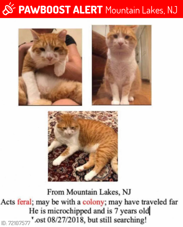 Lost Male Cat last seen Lookout Rd and Glen Rd, Mountain Lakes, NJ 07046