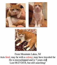 Lost Male Cat last seen Lookout Rd and Glen Rd, Mountain Lakes, NJ 07046