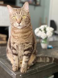 Lost Male Cat last seen Elyria football stadium , Elyria, OH 44035
