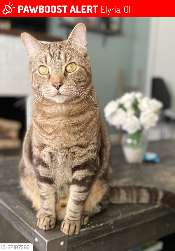 Lost Male Cat last seen Elyria football stadium , Elyria, OH 44035