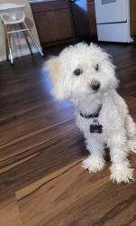 Lost Male Dog last seen Cocopah, Phoenix, AZ 85034