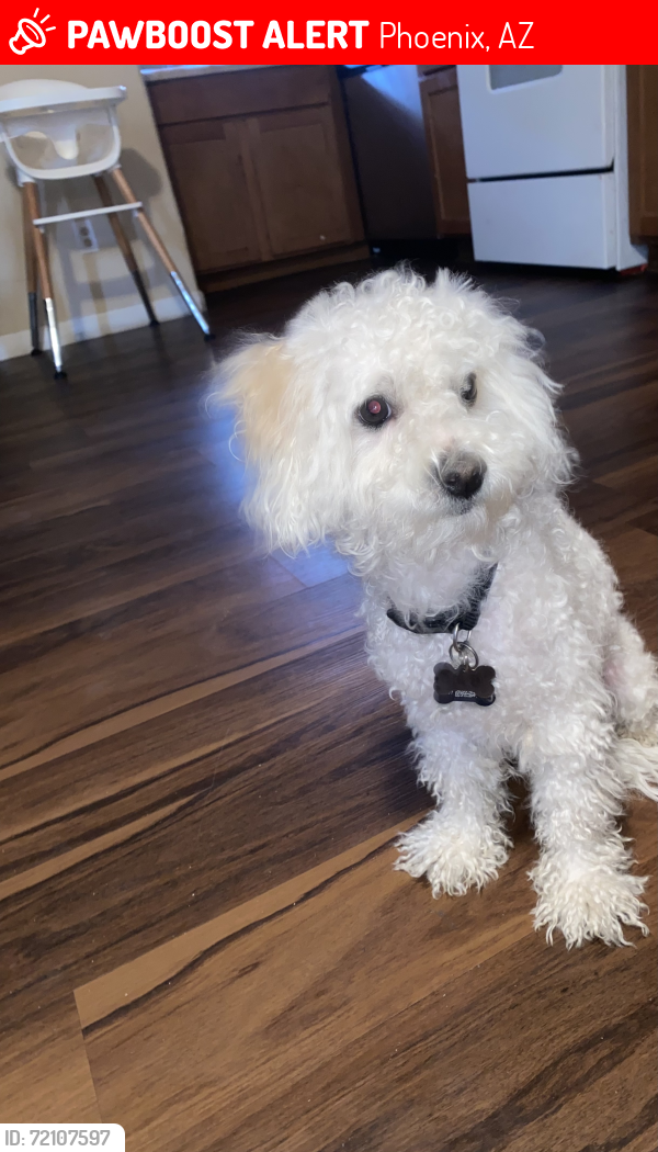 Lost Male Dog last seen Cocopah, Phoenix, AZ 85034