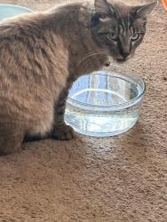 Lost Male Cat last seen Laurel St, Colton, CA 92324