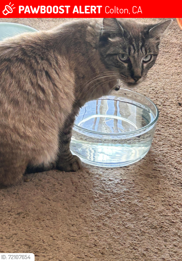 Lost Male Cat last seen Laurel St, Colton, CA 92324