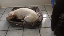 Lost Female Dog last seen Vicksburg and 19th, Lubbock, TX 79416
