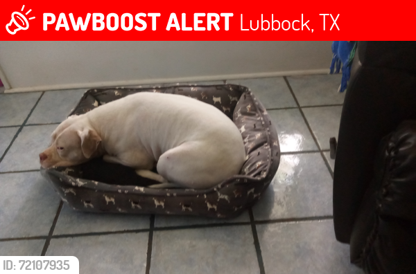 Lost Female Dog last seen Vicksburg and 19th, Lubbock, TX 79416