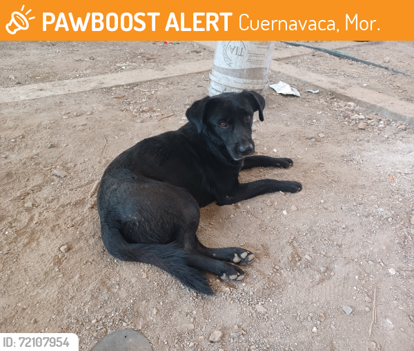 Found/Stray Male Dog last seen Camino Viejo a Sumiya, Cuernavaca, Mor. 62460
