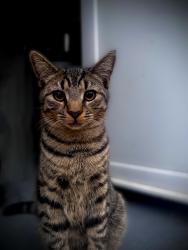 Lost Male Cat last seen Deansbrook Road, Edgware , Greater London, England 