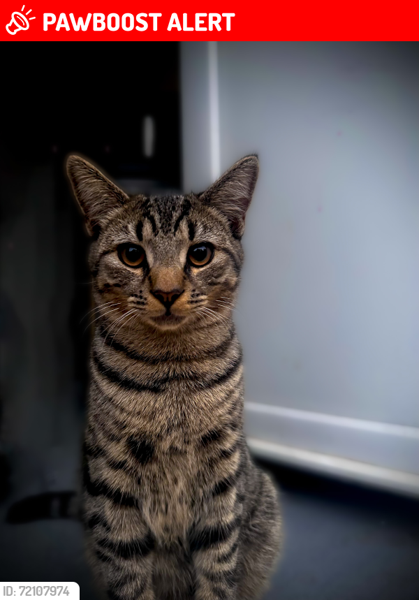 Lost Male Cat last seen Deansbrook Road, Edgware , Greater London, England 