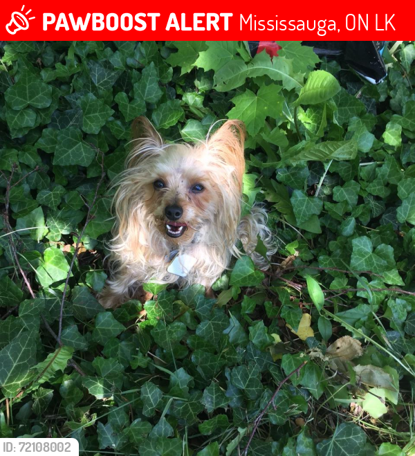 Lost Male Dog last seen Fifth Line/leanne Blvd/Fowler Lane. , Mississauga, ON L5K