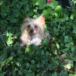 Lost Male Dog last seen Fifth Line/leanne Blvd/Fowler Lane. , Mississauga, ON L5K