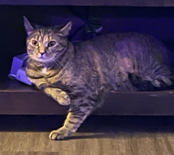 Lost Female Cat last seen St John Woods apmts , Richmond, VA 23225