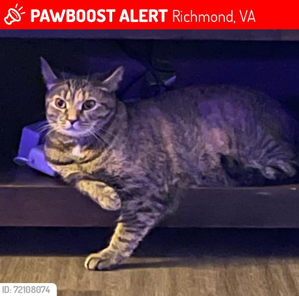 Lost Female Cat last seen St John Woods apmts, Richmond, VA 23225