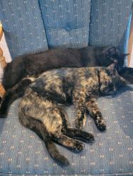 Lost Female Cat last seen Williamsville Rd and Main St, Hubbardston, MA 01452