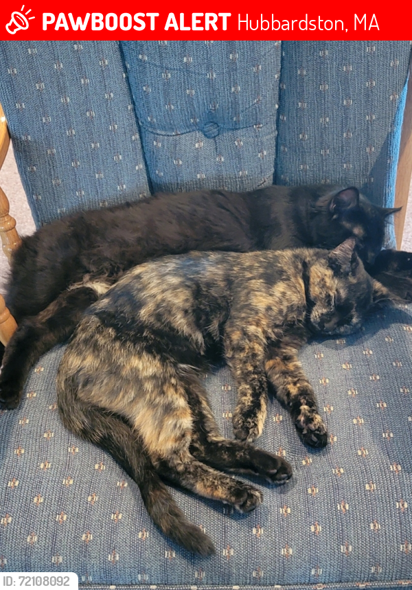 Lost Female Cat last seen Williamsville Rd and Main St, Hubbardston, MA 01452