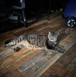 Lost Male Cat last seen Fairlane South on Fish lake, Green Oak Township, MI 48178